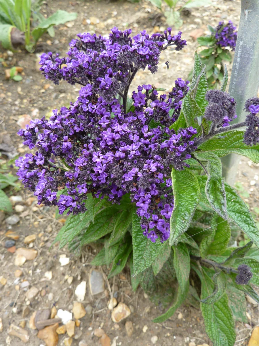 Fragrant Heliotrope (Heliotropium arborescens)