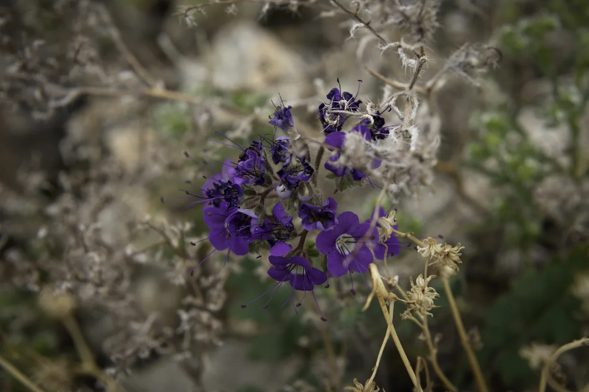 Parrys Phacelia