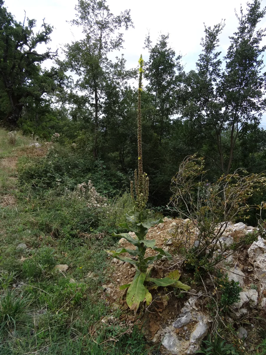Orange Mullein (Verbascum phlomoides)