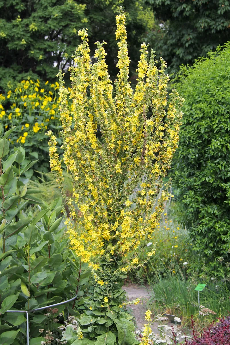 Greek Mullein (Verbascum olympicum)