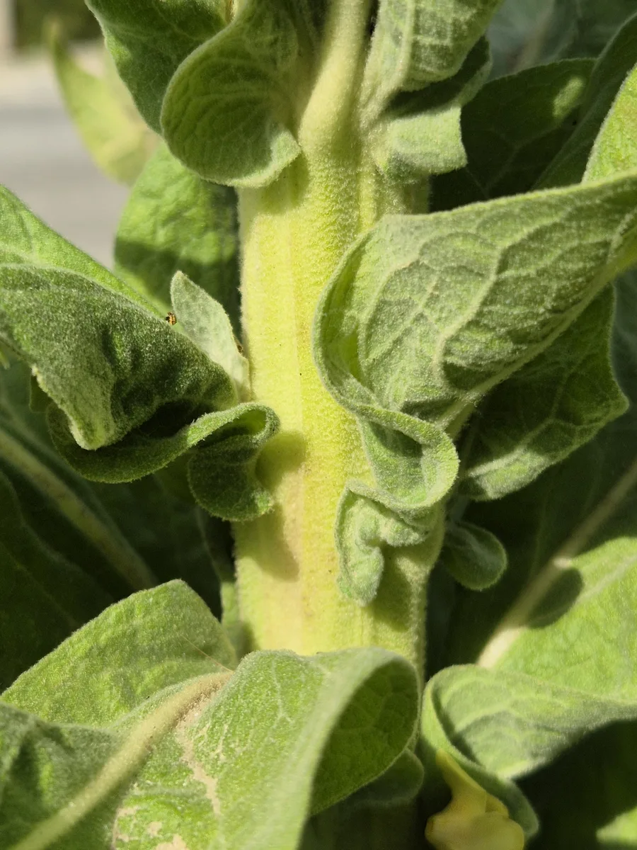 Candlewick Plant (Verbascum speciosum)