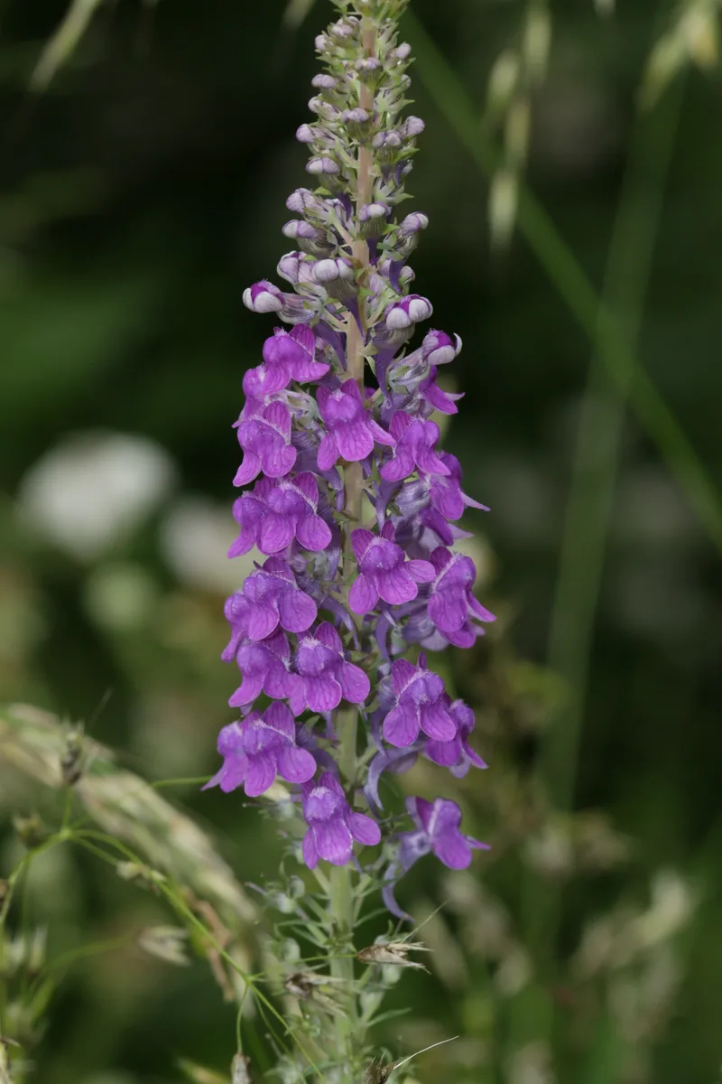 Purple Toadflax (Linaria purpurea)