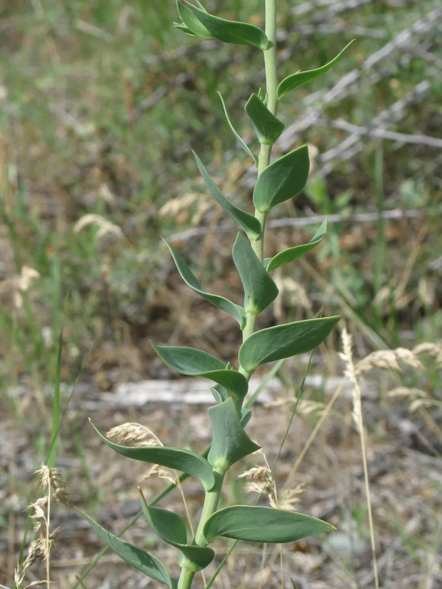 Pale Toadflax (Linaria dalmatica)