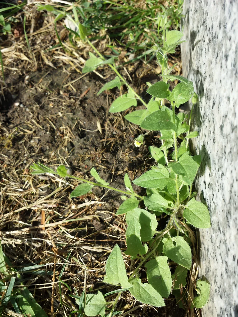 Sharp Leaved Fluellen (Kickxia elatine)
