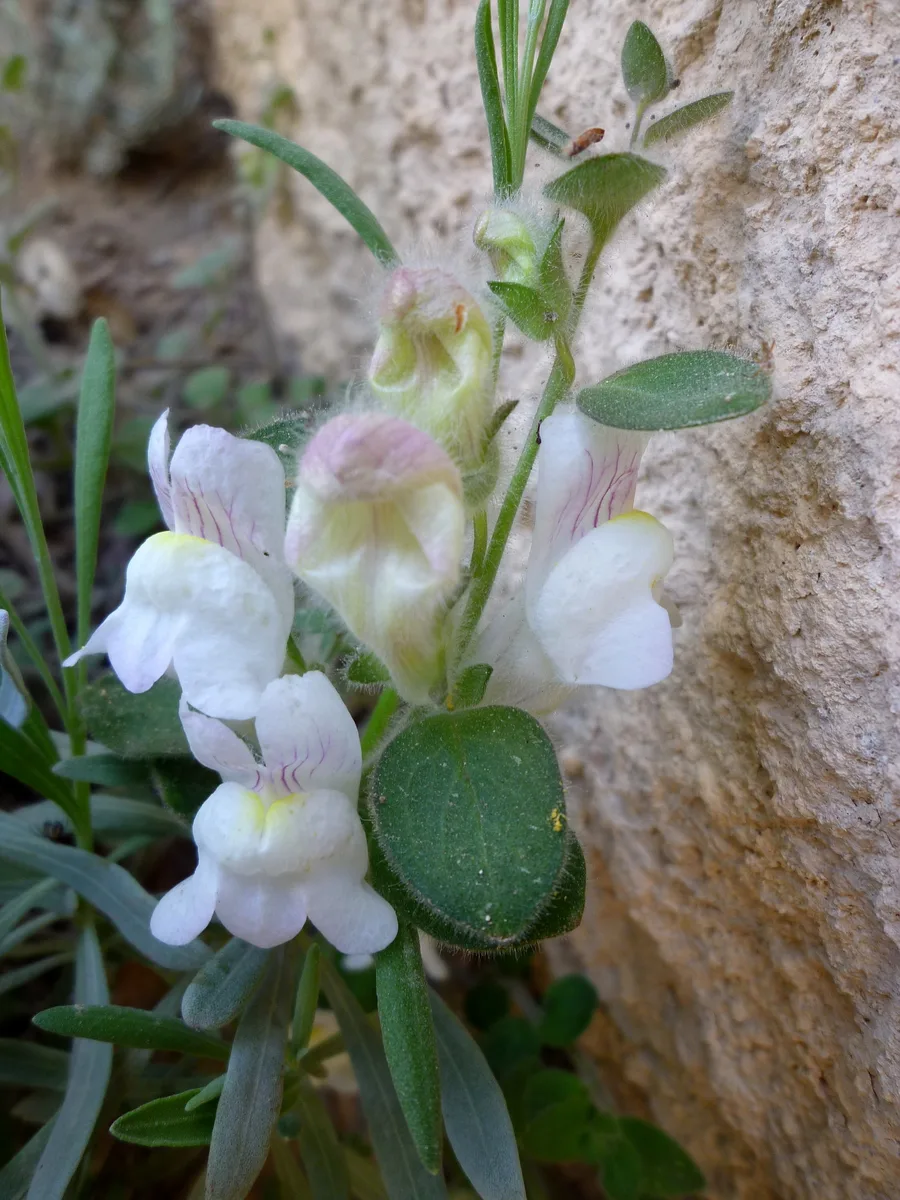 Dwarf Snapdragon (Antirrhinum molle)