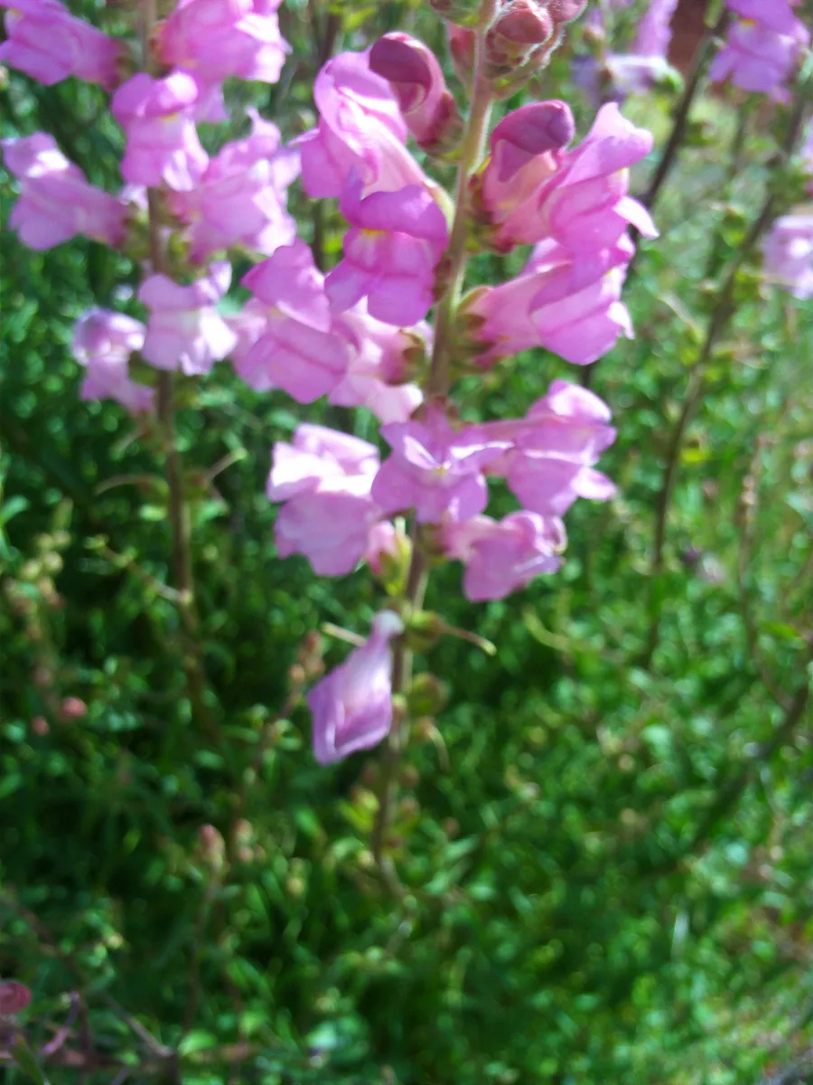 Wild Snapdragon (Antirrhinum graniticum)