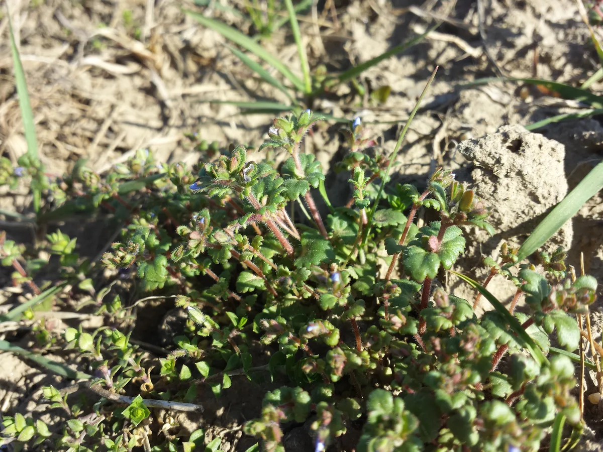 Wall Speedwell (Veronica praecox)