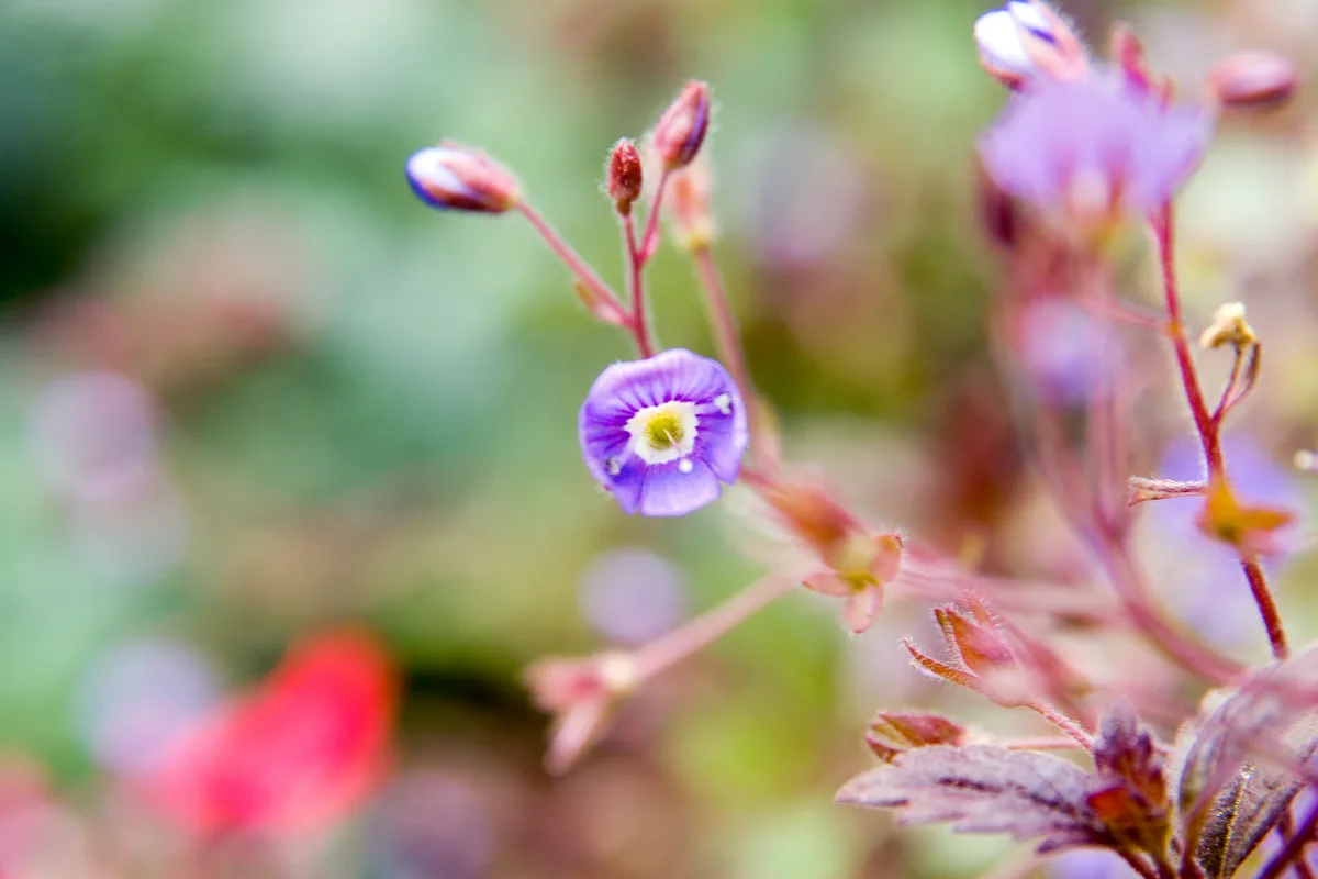 Creeping Speedwell