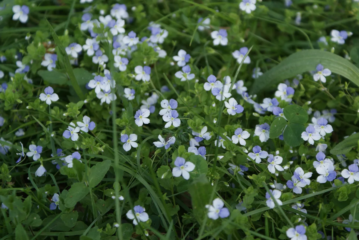 Birds Eye Speedwell (Veronica filiformis)