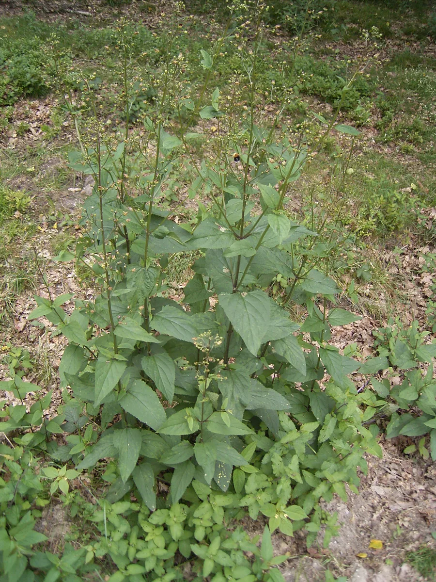 Common Figwort (Scrophularia nodosa)