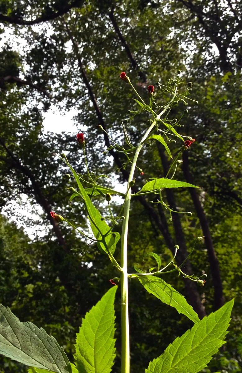 Maryland Figwort