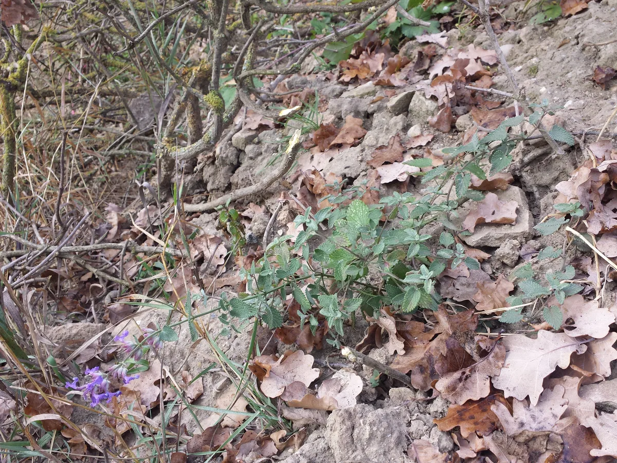 Mussin Catmint (Nepeta racemosa)