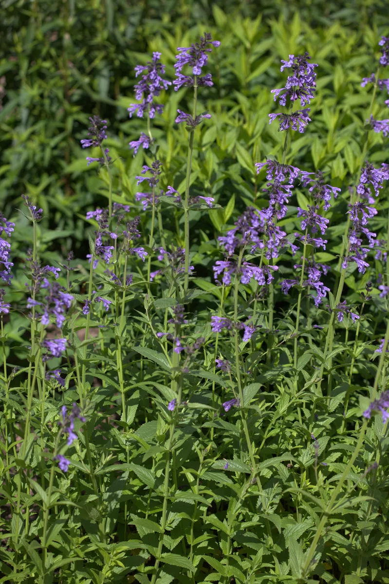 Siberian Catmint (Nepeta sibirica)