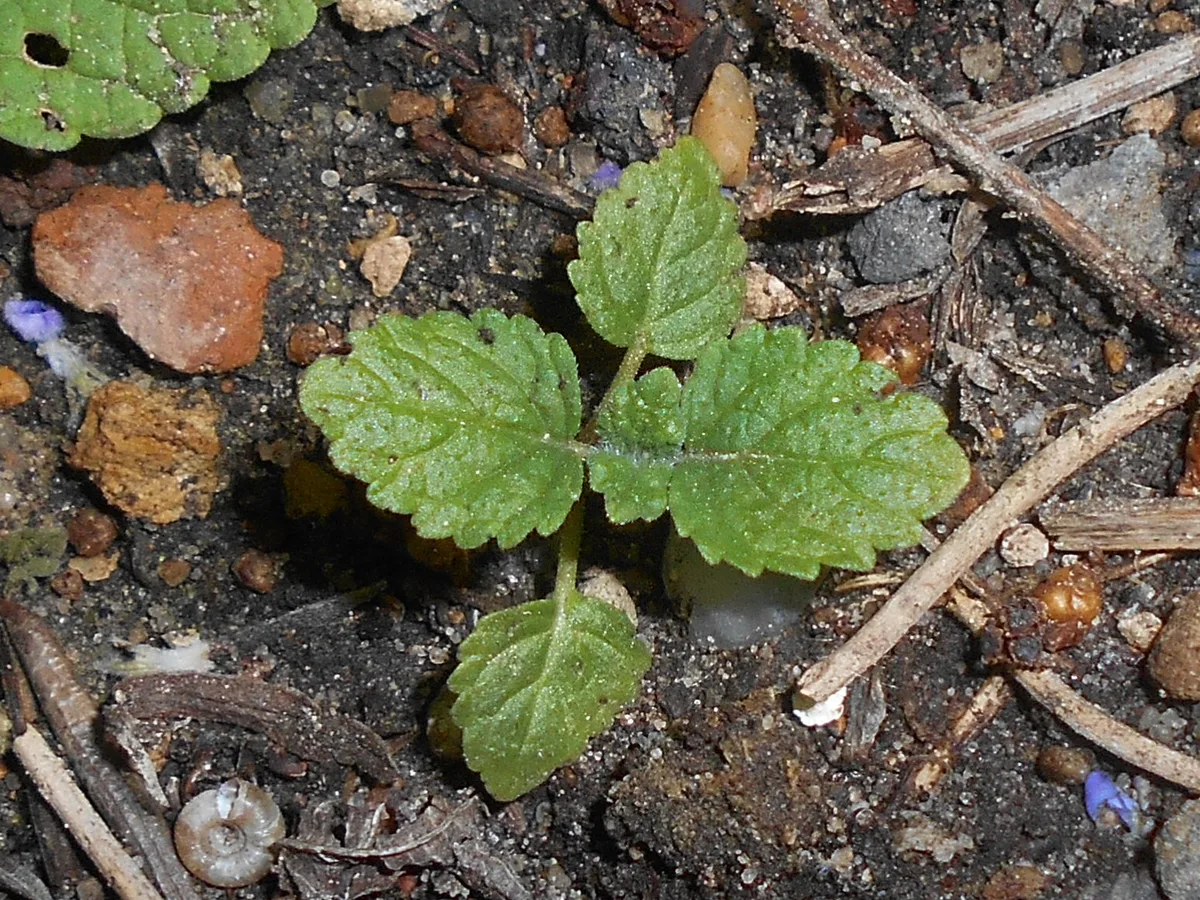 Lemon Catmint (Nepeta cataria var. citriodora)