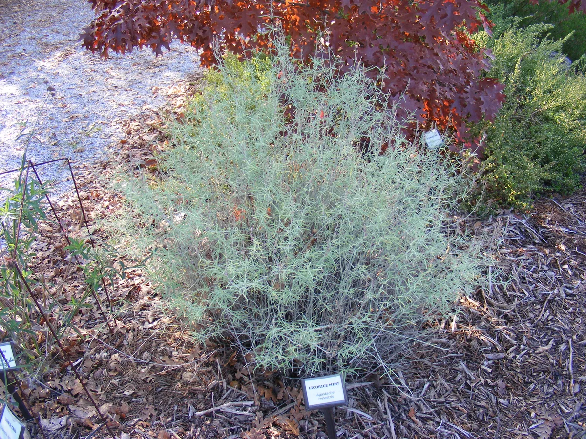 Licorice Mint (Agastache rupestris)