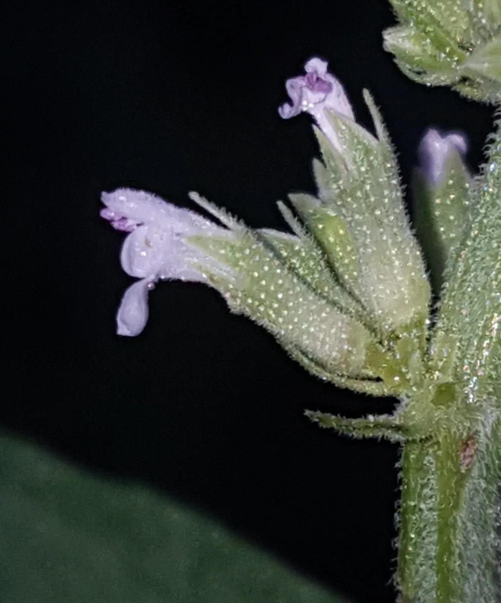White Giant Hyssop (Agastache micrantha)