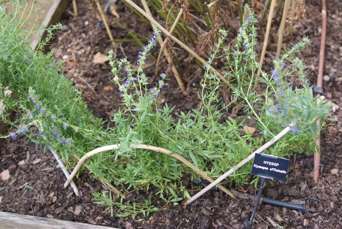 Rock Hyssop (Hyssopus officinalis subsp. aristatus)