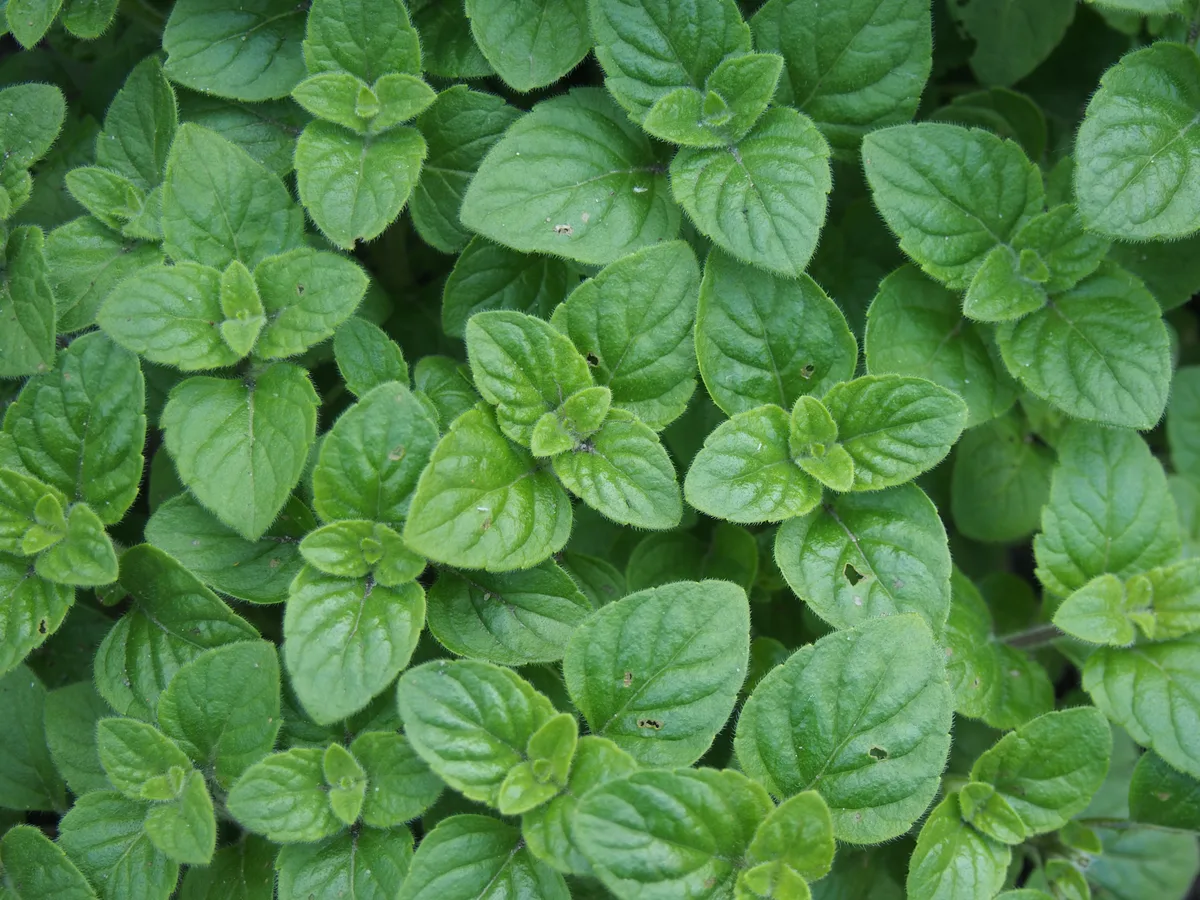 Lesser Calamint (Clinopodium nepeta subsp. nepeta)