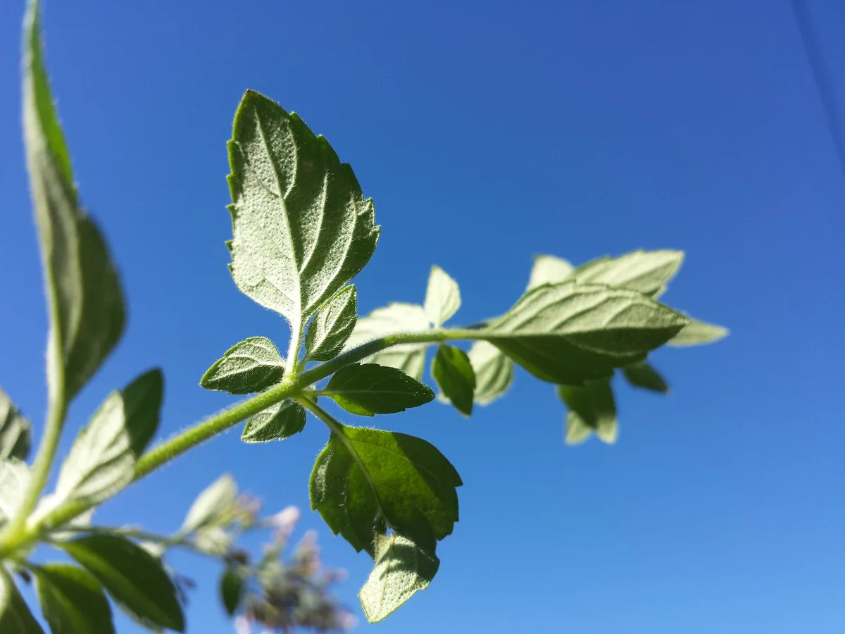 Wood Calamint (Clinopodium menthifolium)