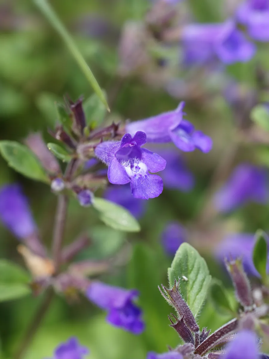Alpine Calamint (Clinopodium alpinum)