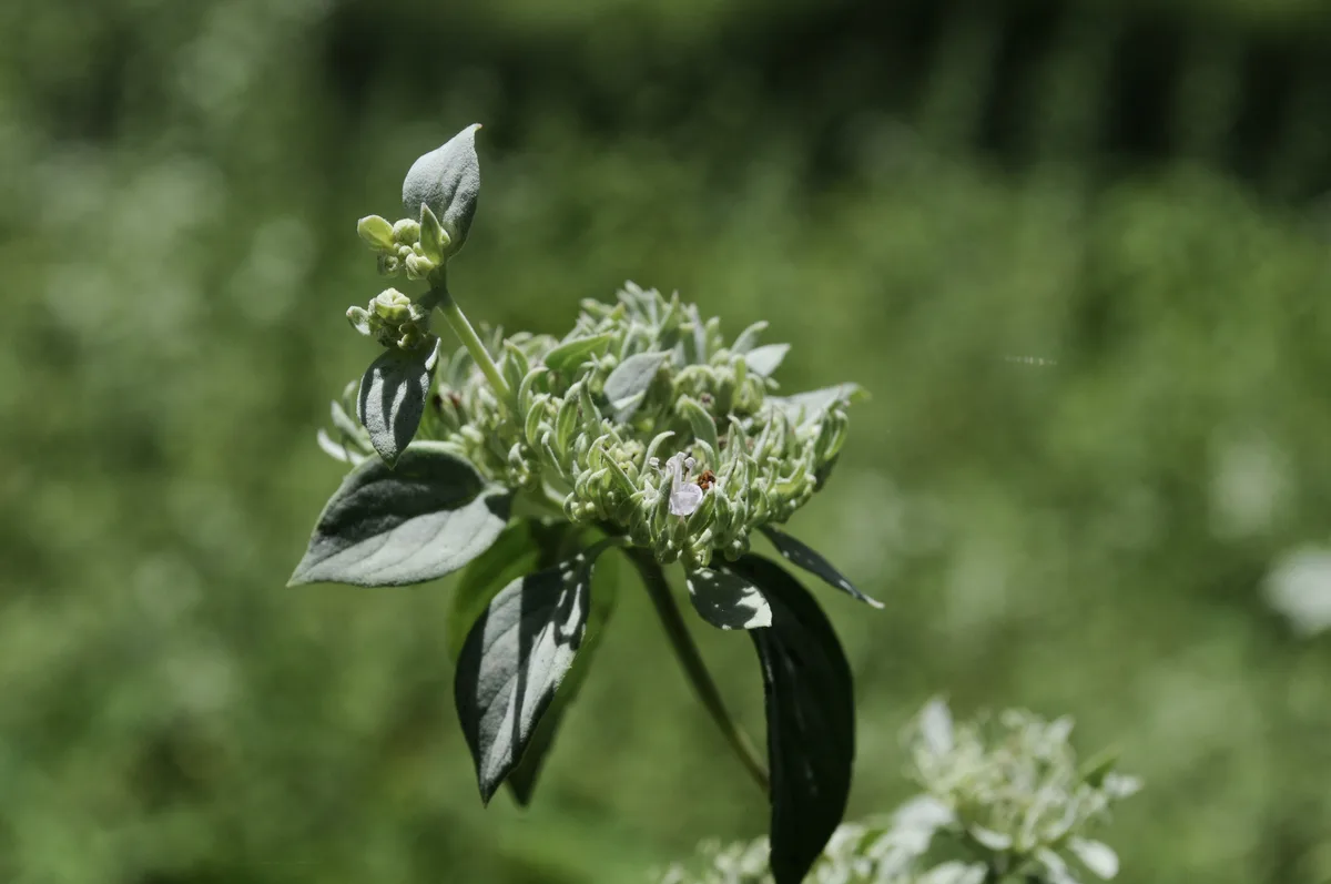 Savanna Mountain Mint