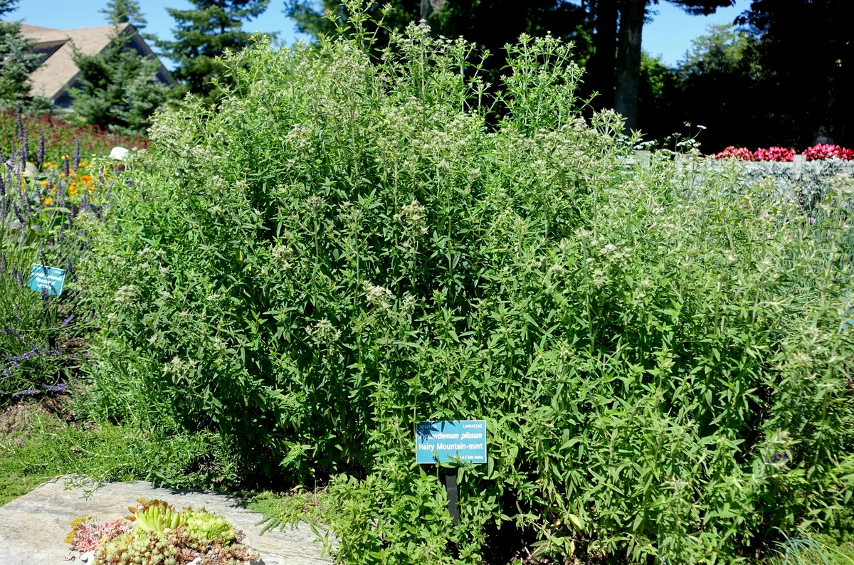 Short Toothed Mountain Mint (Pycnanthemum verticillatum)