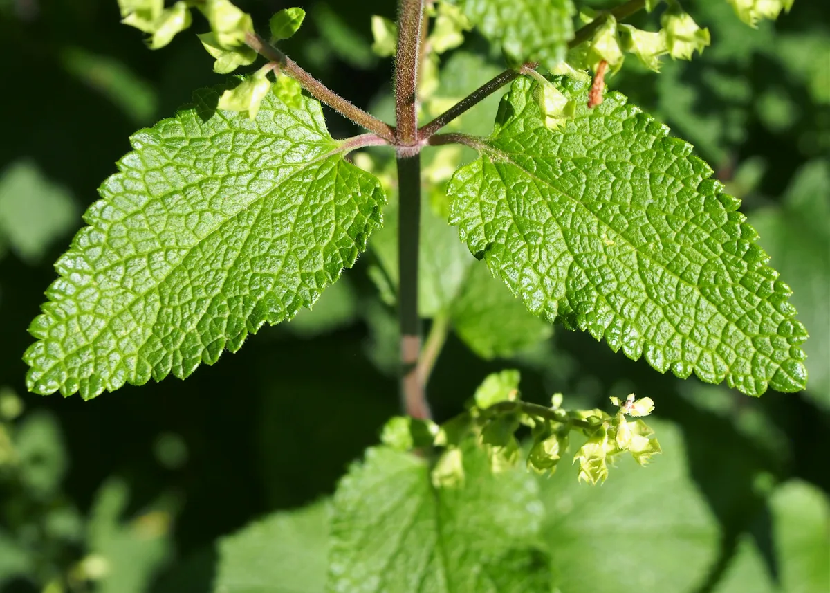 Wood Sage (Teucrium scorodonia)