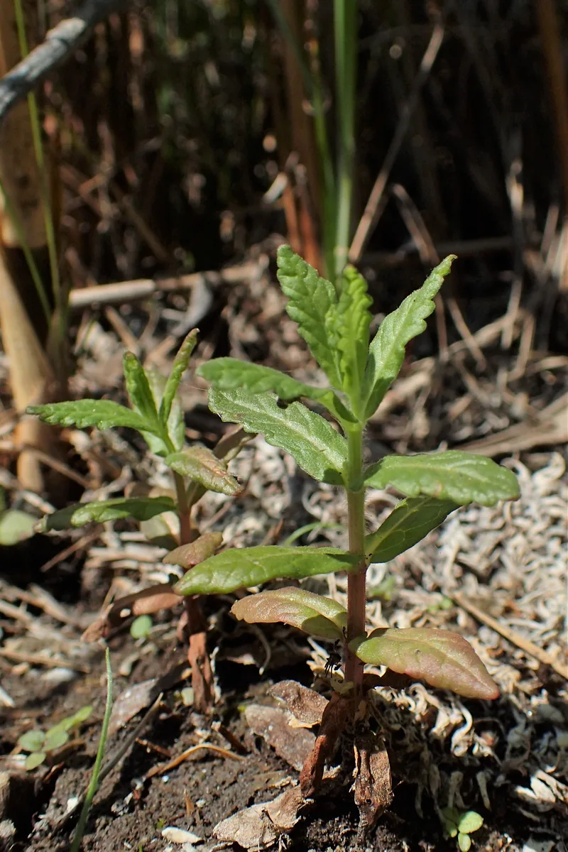 Water Germander