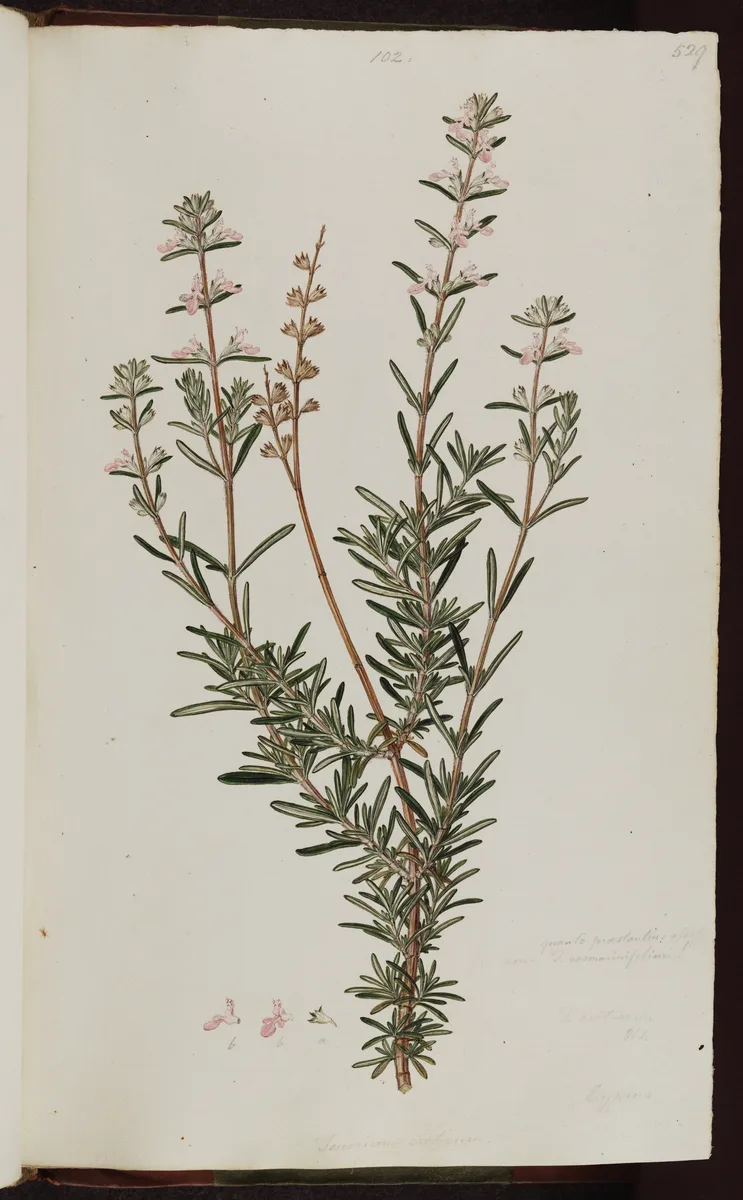 Cretan Germander (Teucrium creticum)