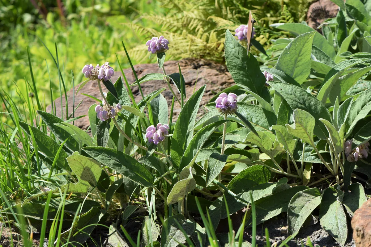 Cashmere Sage (Phlomis cashmeriana)