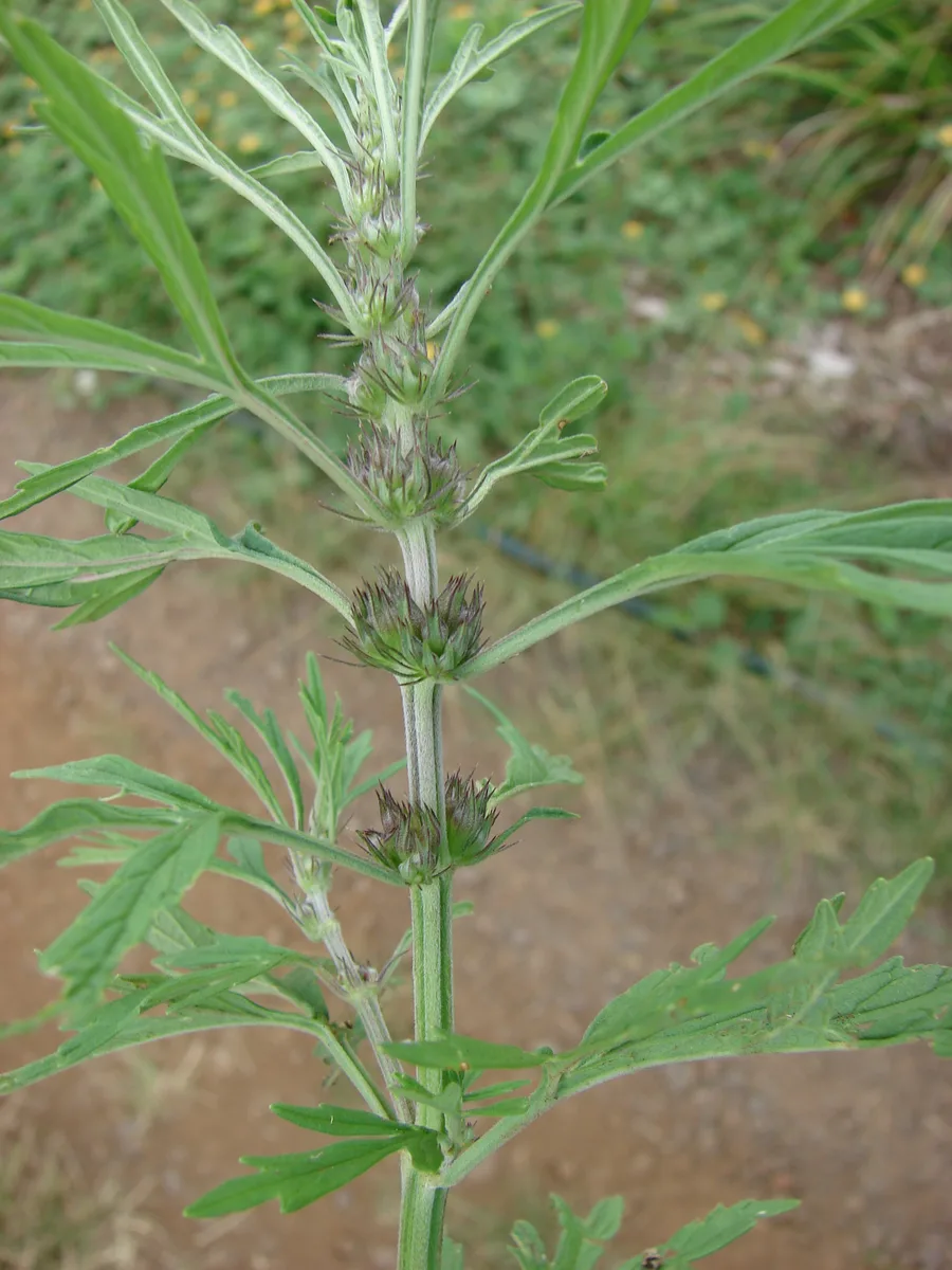 Chinese Motherwort (Leonurus japonicus)