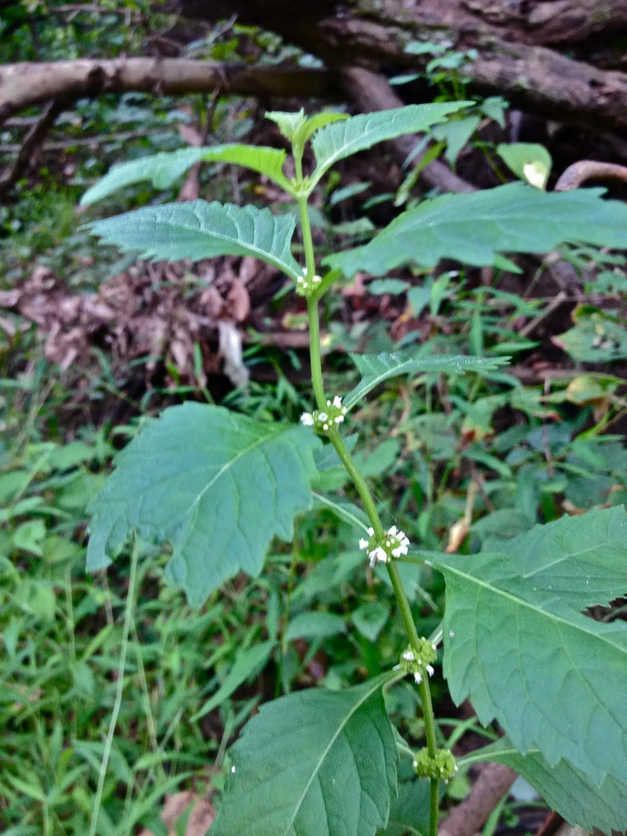 Virginia Bugleweed (Lycopus virginicus)
