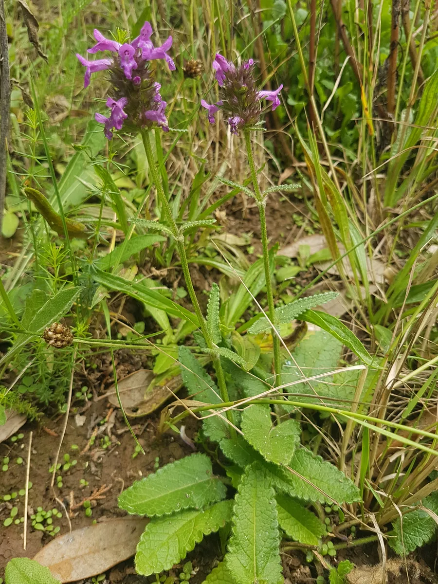 Betony (Stachys officinalis)