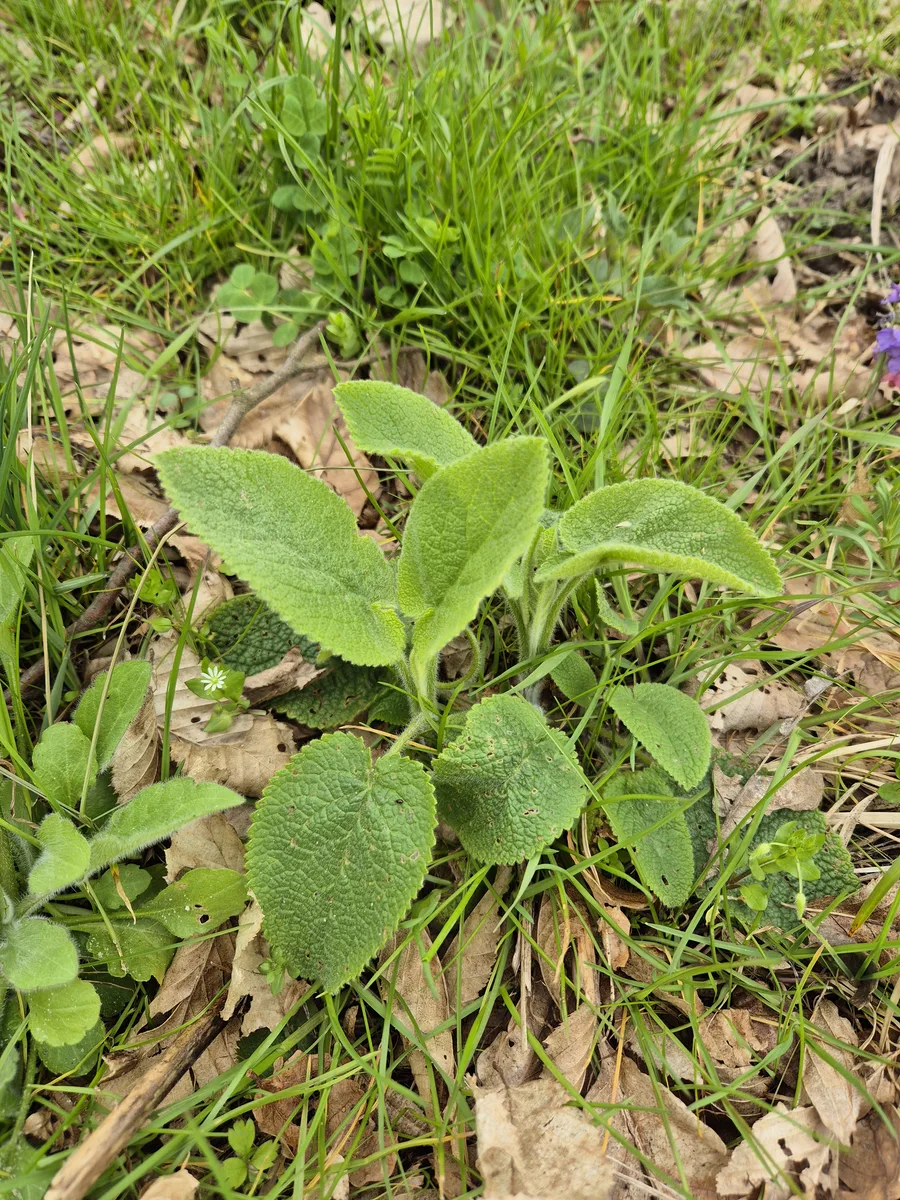 Alpine Betony