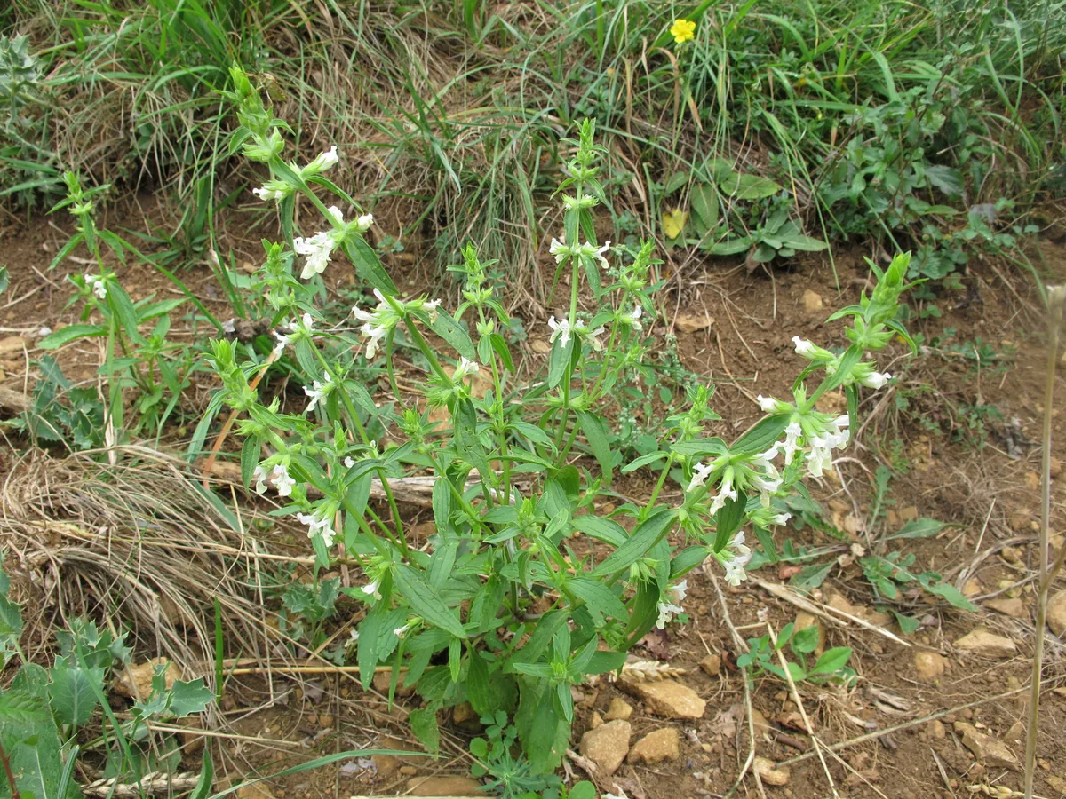 Annual Woundwort