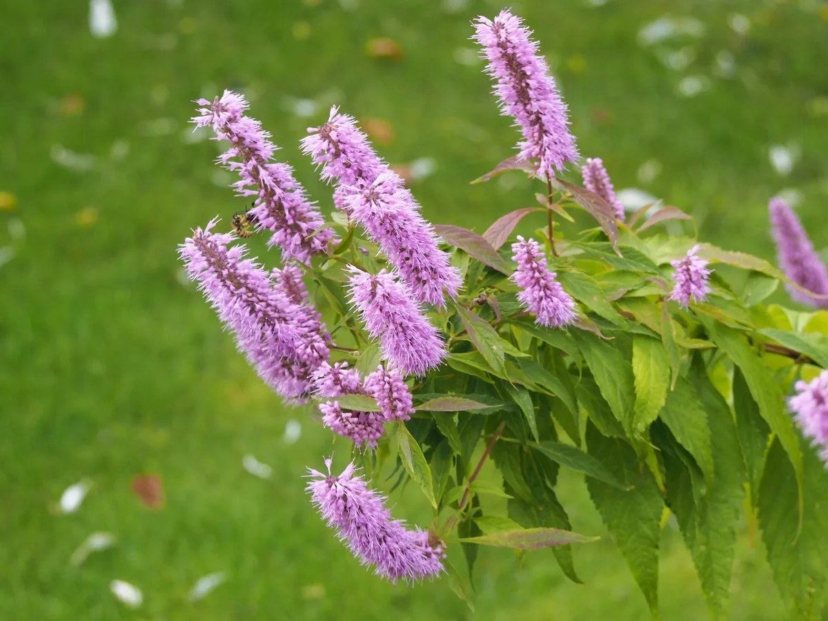 Korean Mint Bush (Elsholtzia stauntonii)