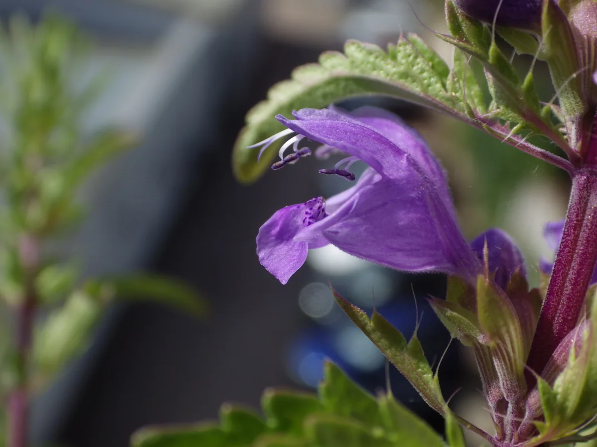 Dragonhead (Dracocephalum moldavica)