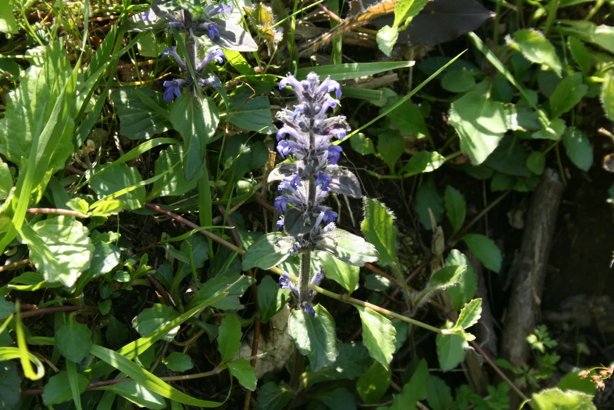 Upright Bugle (Ajuga genevensis)