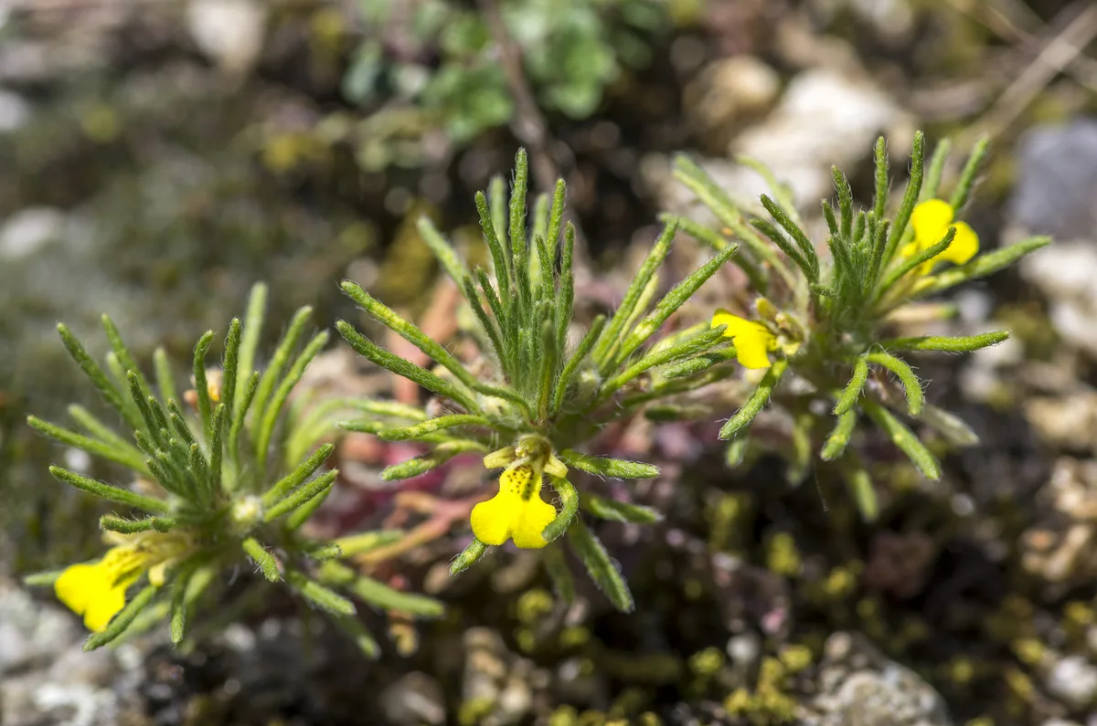 Southern Bugle (Ajuga chamaepitys)
