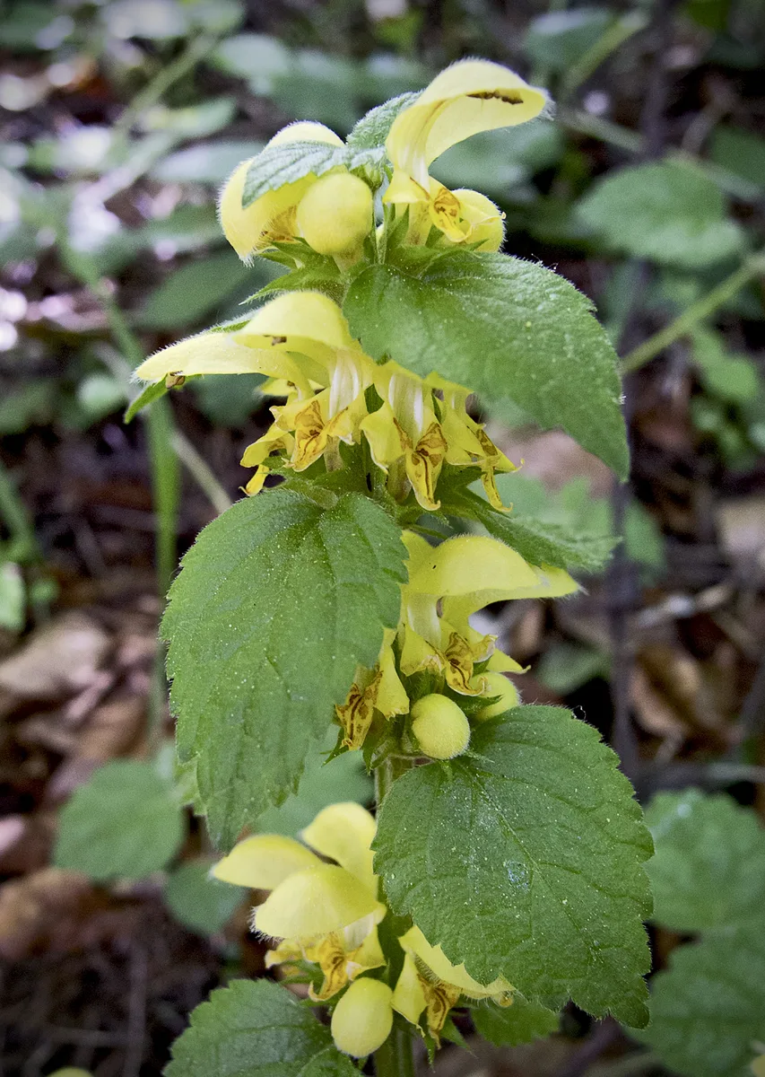 Yellow Archangel (Lamiastrum galeobdolon)