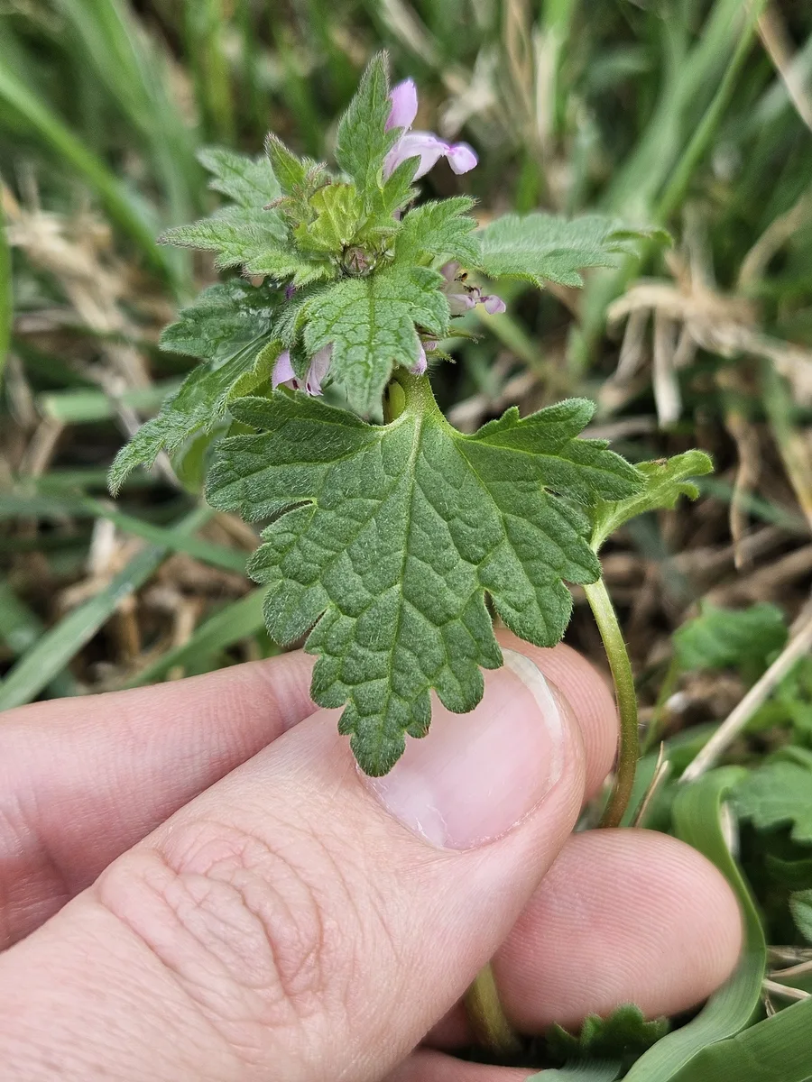 Cutleaf Deadnettle (Lamium hybridum)
