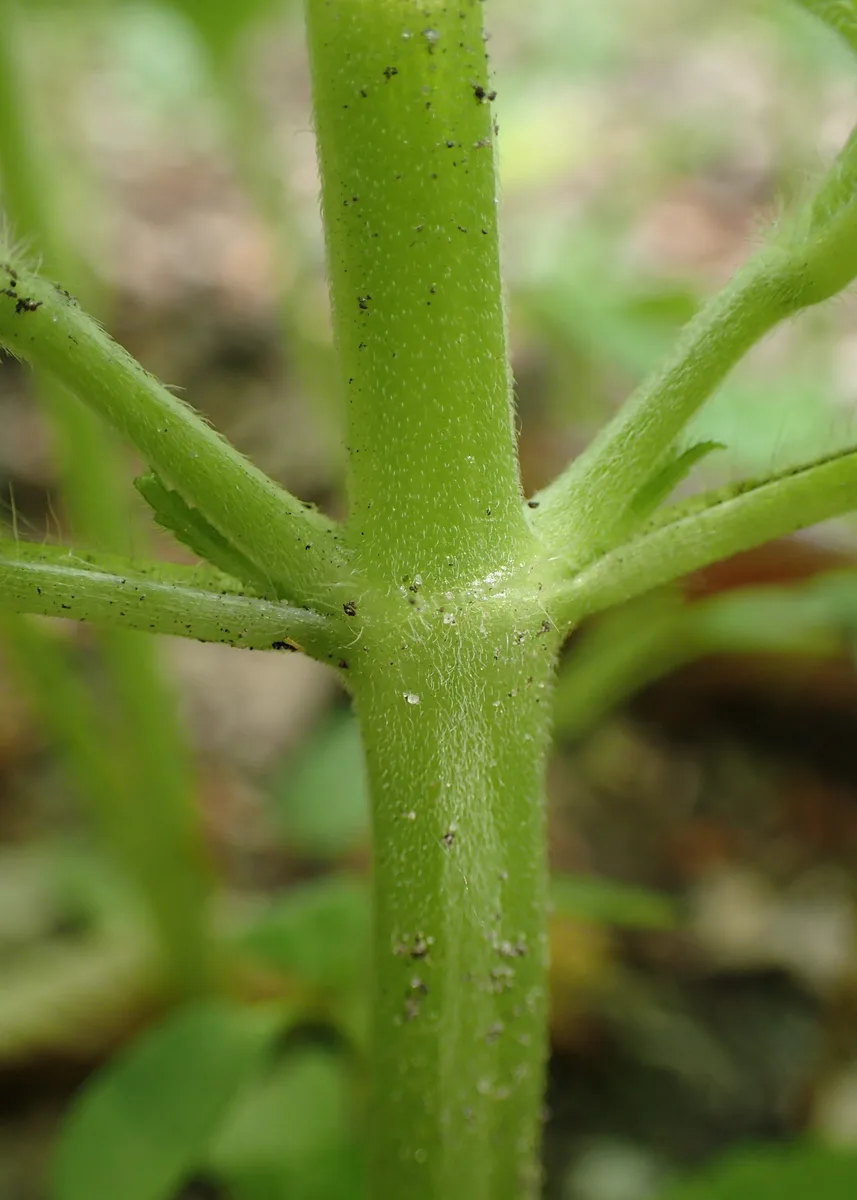 Downy Hemp Nettle