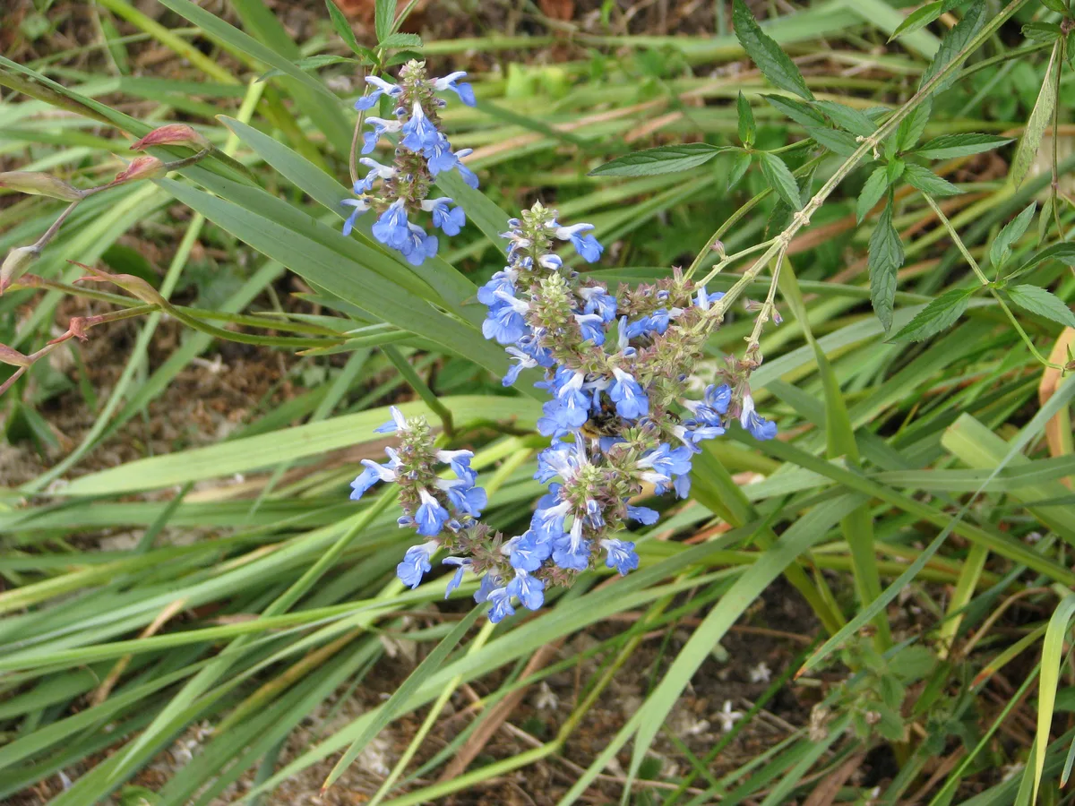 Bog Sage (Salvia uliginosa)