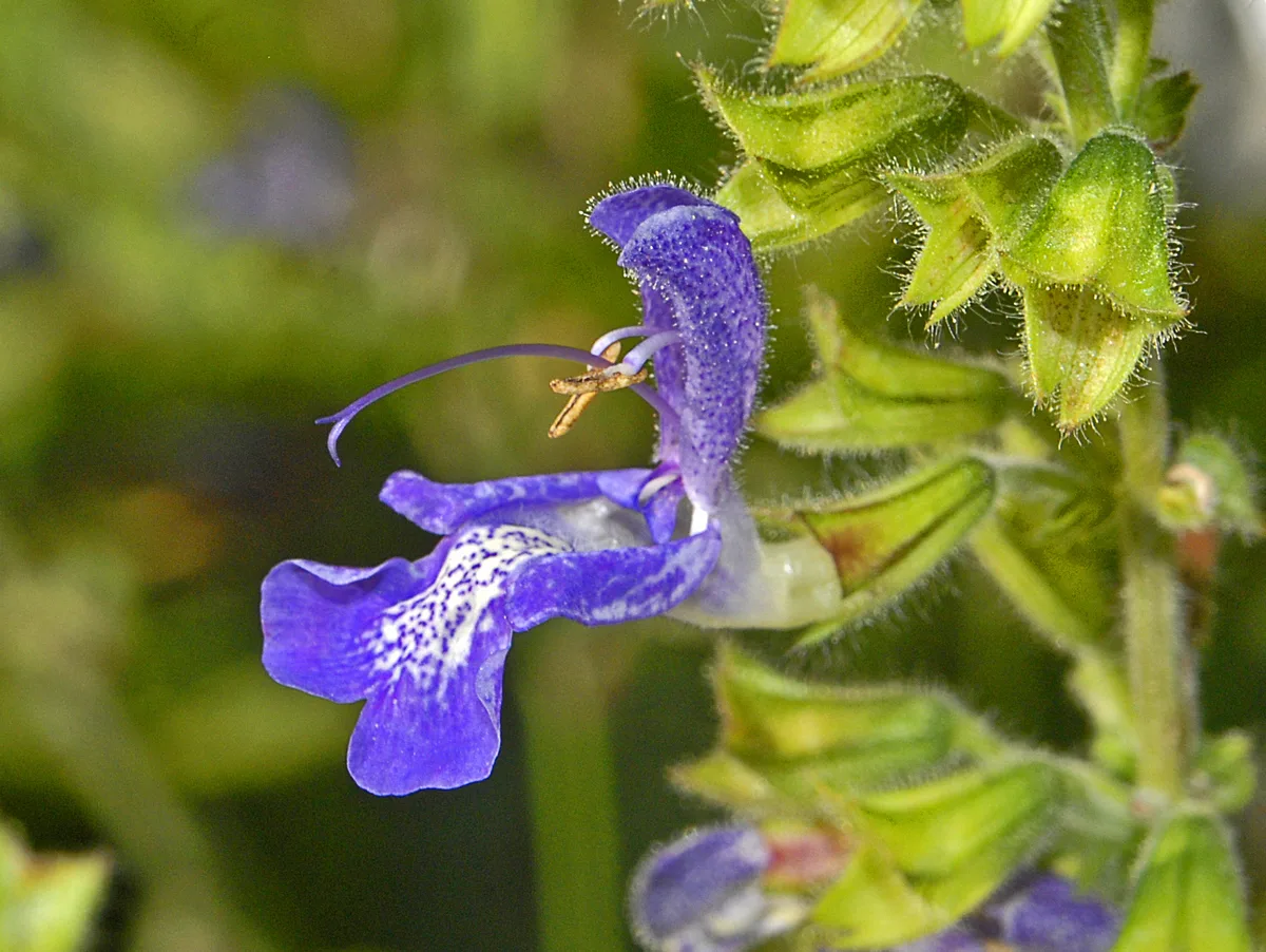 Transylvanian Sage (Salvia transsylvanica)