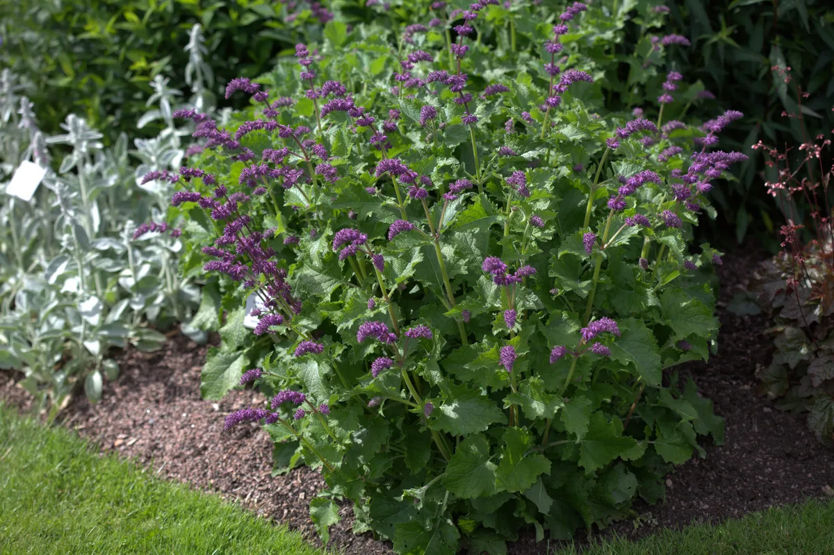 Whorled Sage (Salvia verticillata)