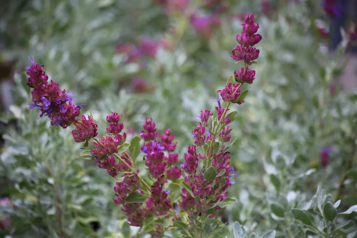 Canyon Sage