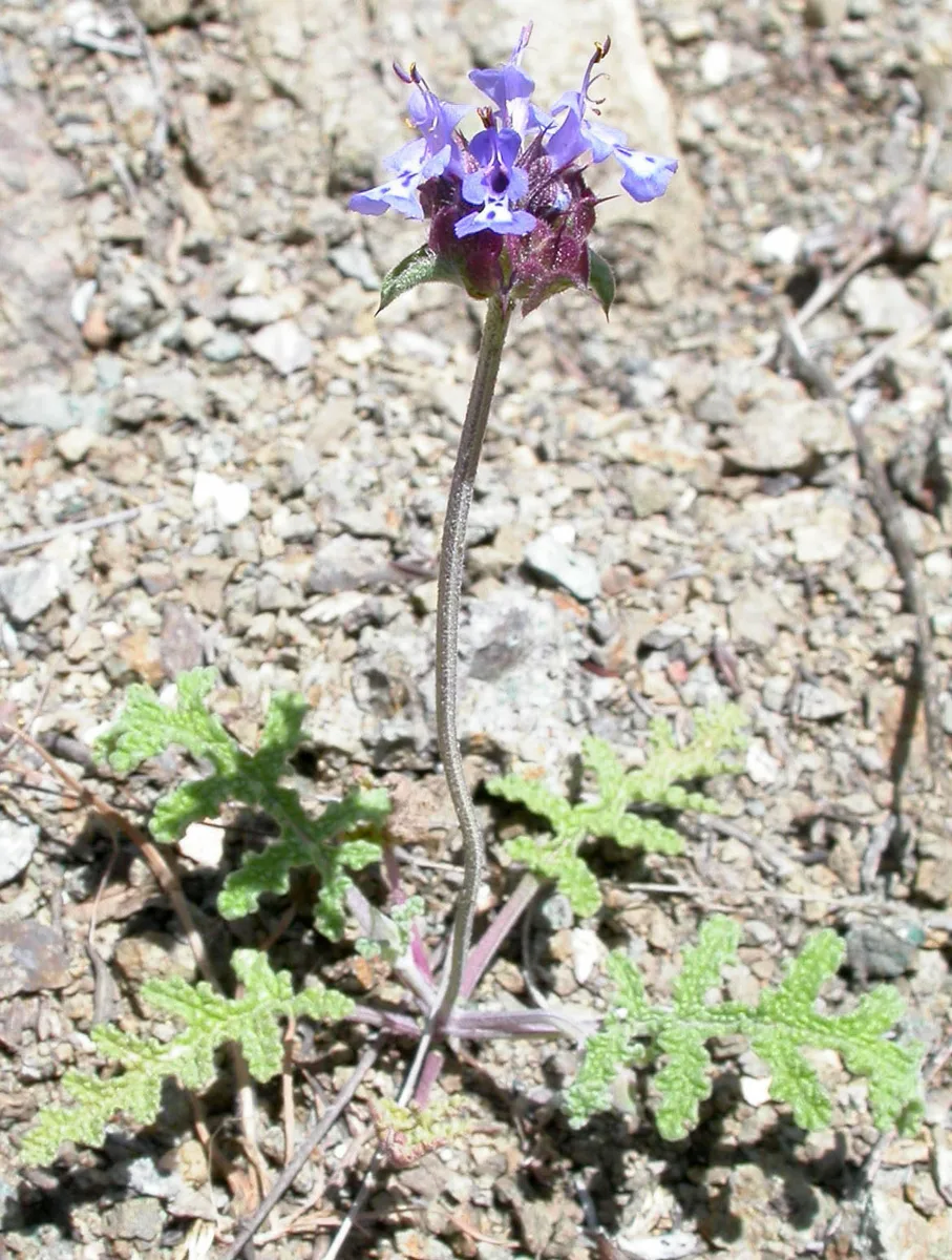 Chia Sage (Salvia columbariae)