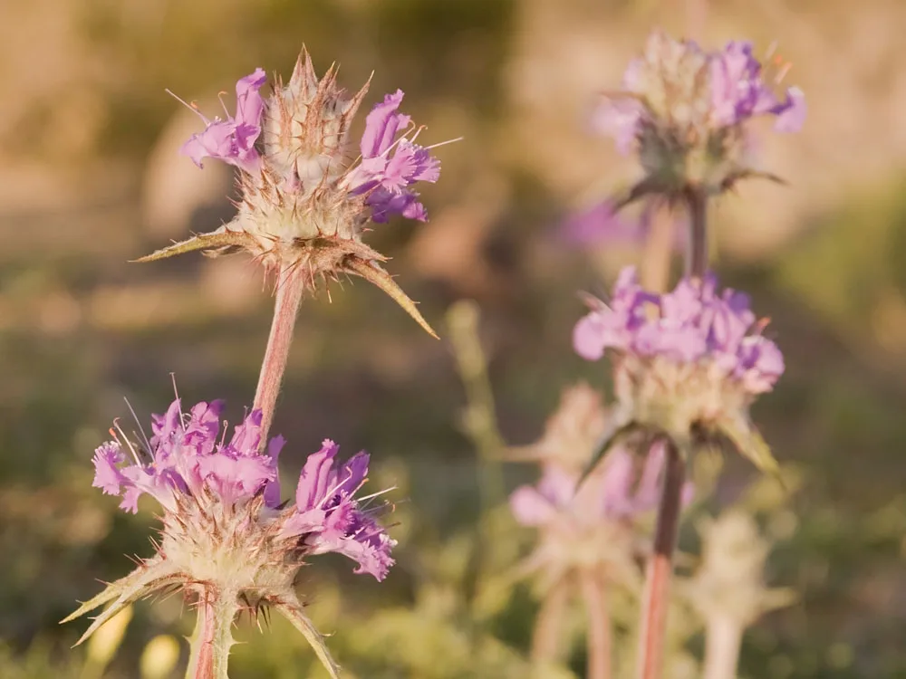 Thistle Sage (Salvia carduacea)