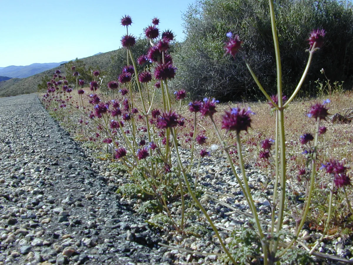 Desert Chia (Salvia dorrii var. pilosa)