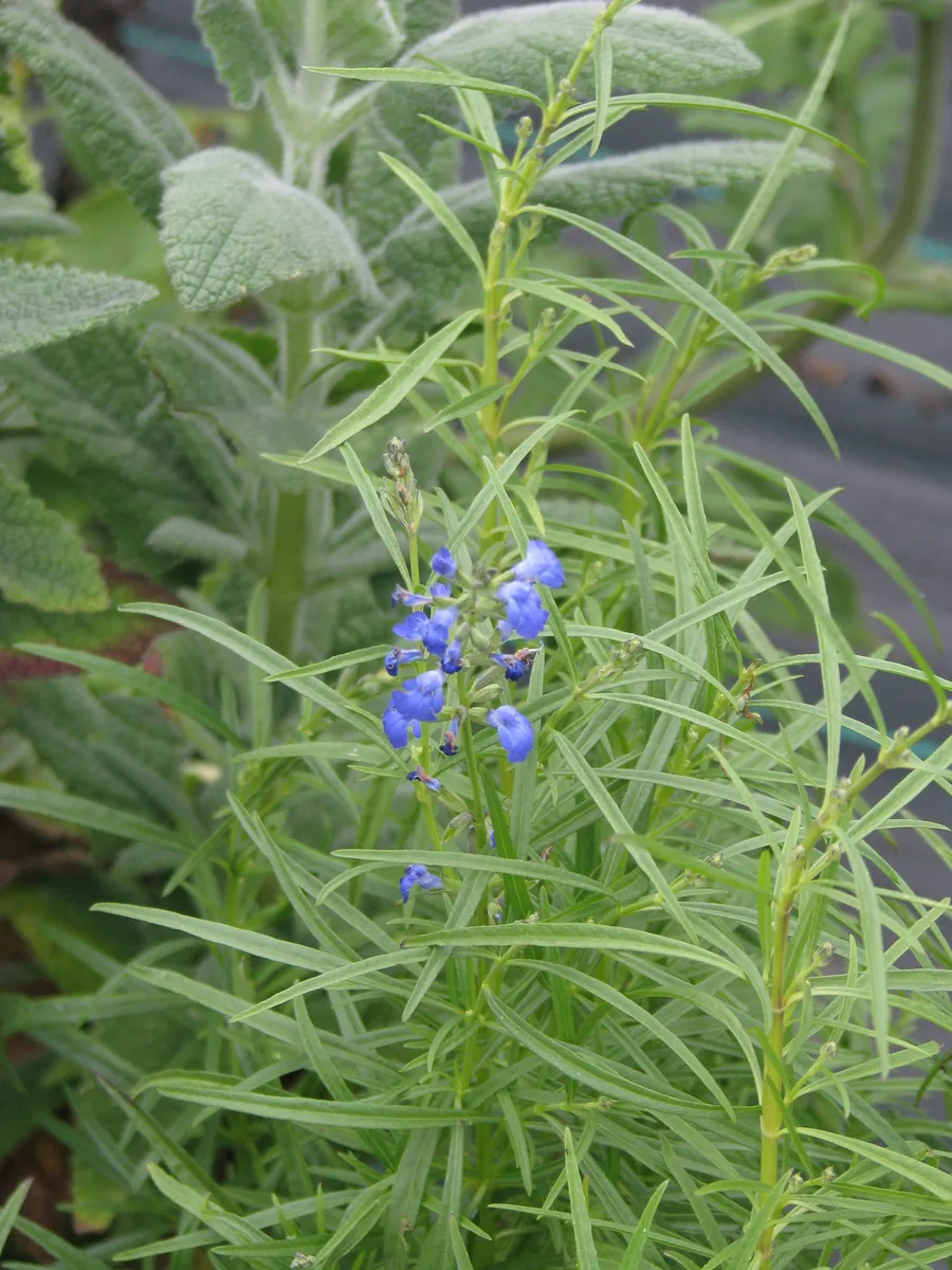 Blue Sage
